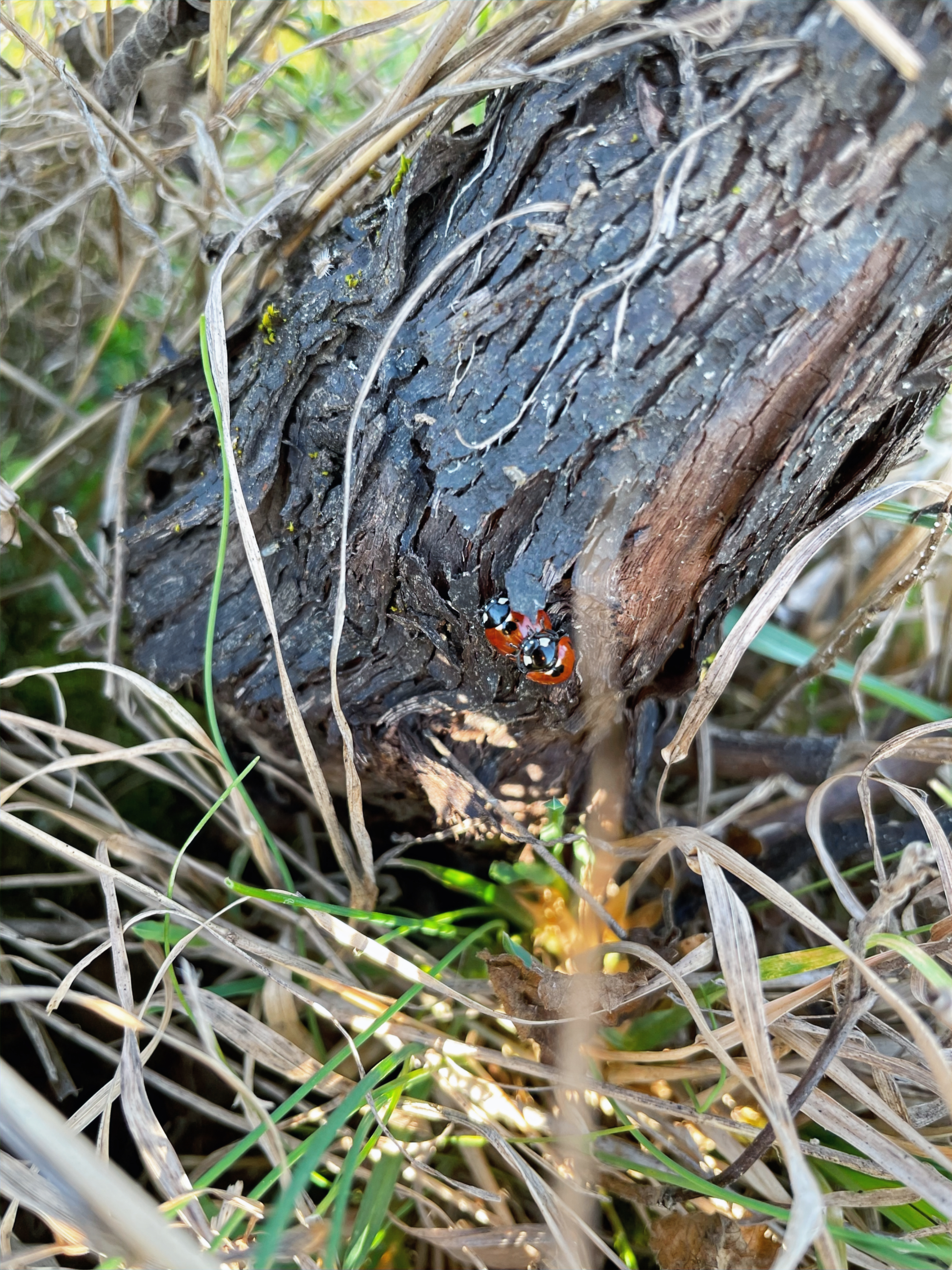 Coccinelle dans les vignes du domaine