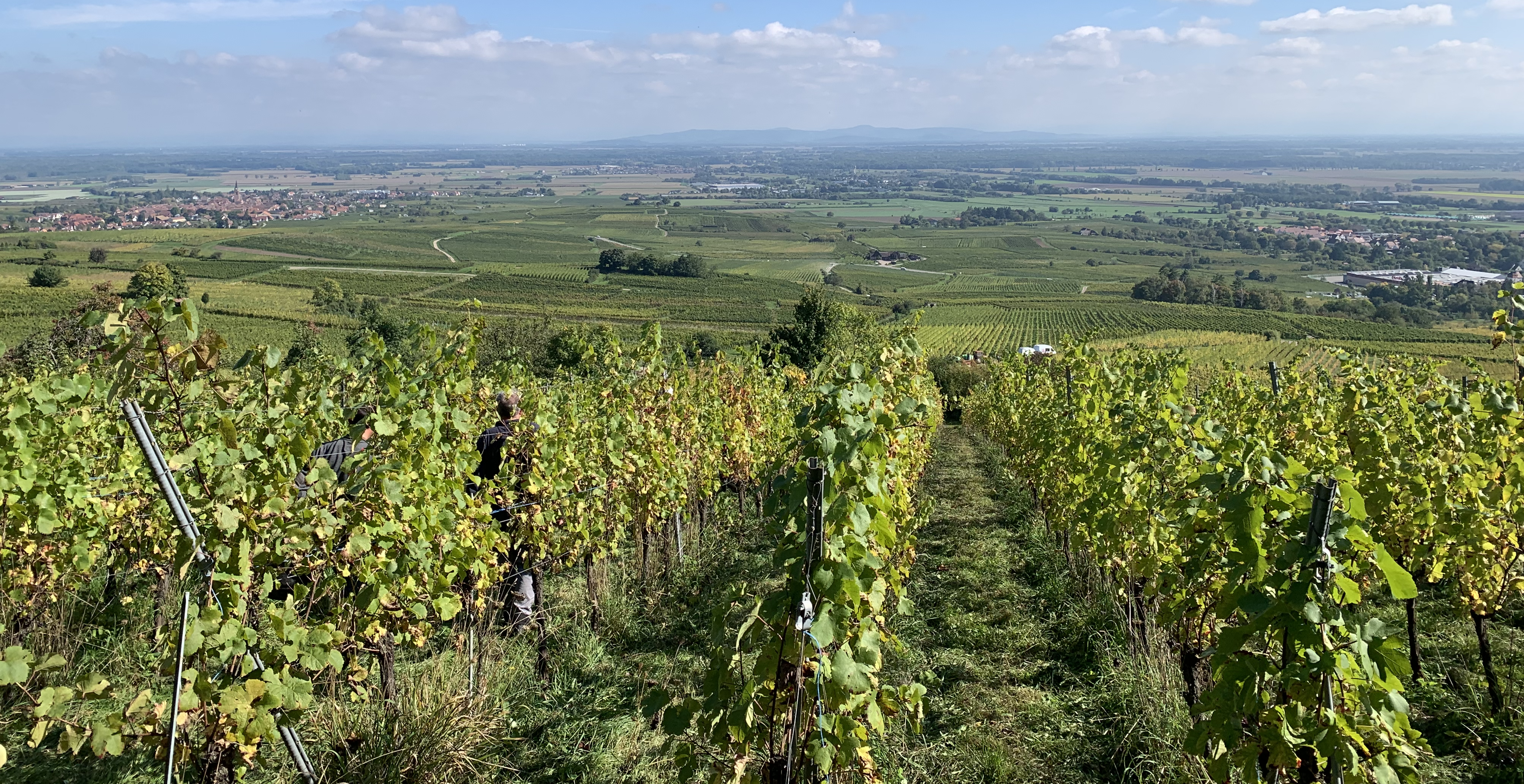 Vue panoramique du vignoble Xavier Wymann